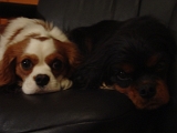 Delilah And Sampson 007